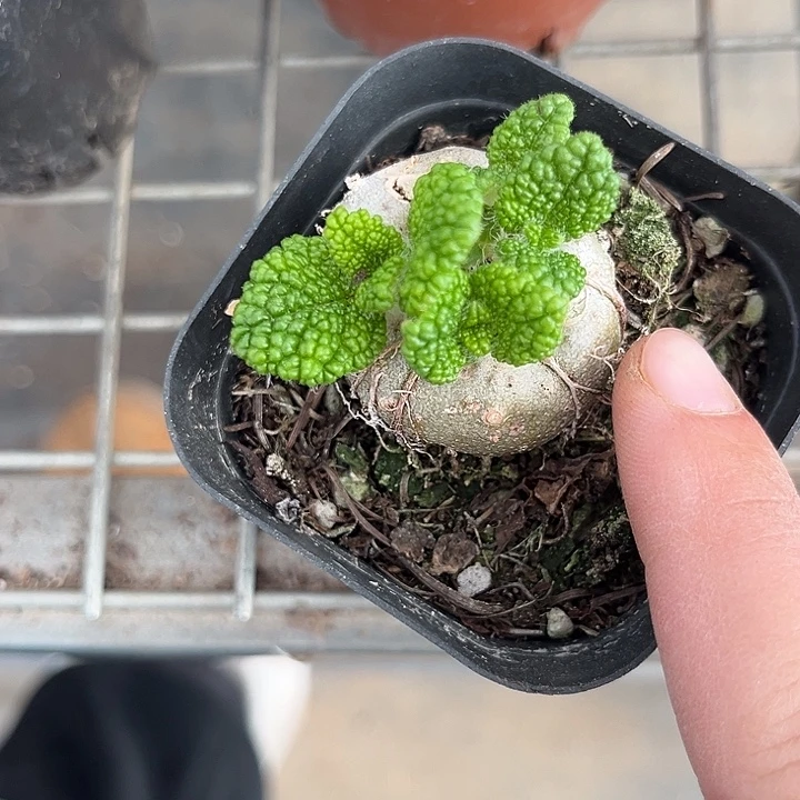 我也不知道我为什么要这样对