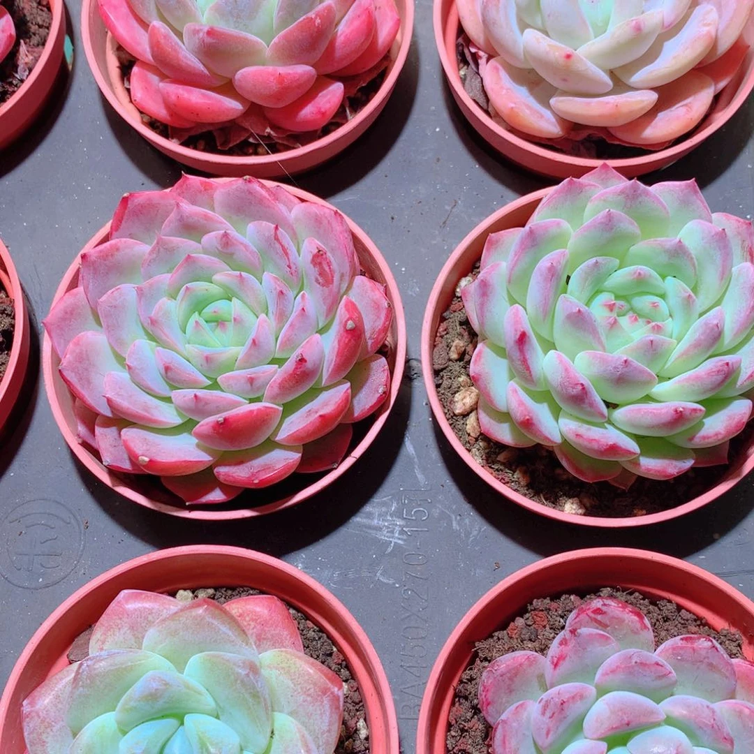 25-量拍品质保证多肉带盆9颗全单头