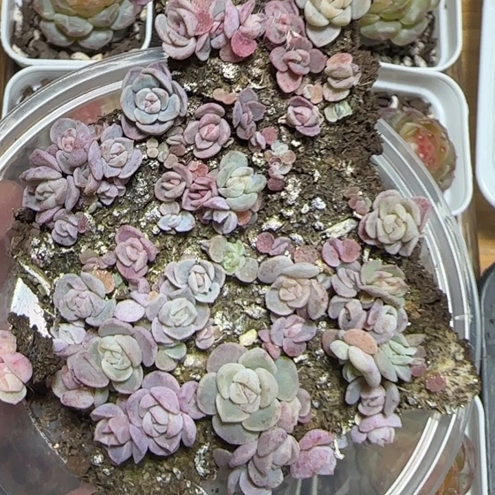 107王者多肉种播苗一盒