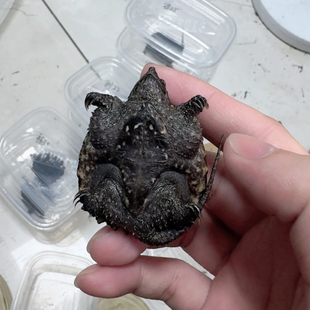 小鳄龟不分公母11