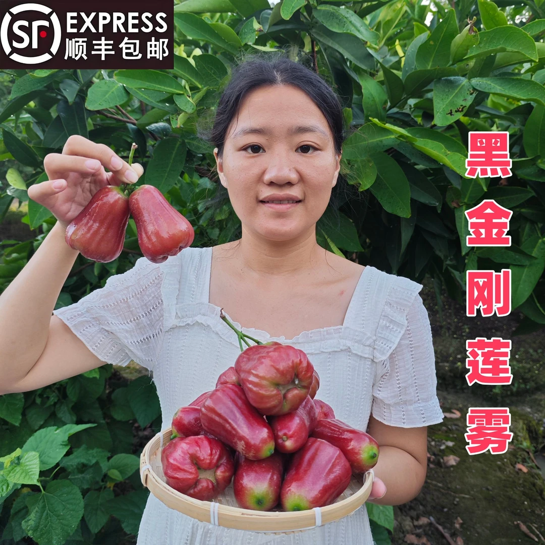 金灶燕娜 【黑金刚莲雾】新鲜采摘 脆甜多汁 孕妇水果 顺丰包邮