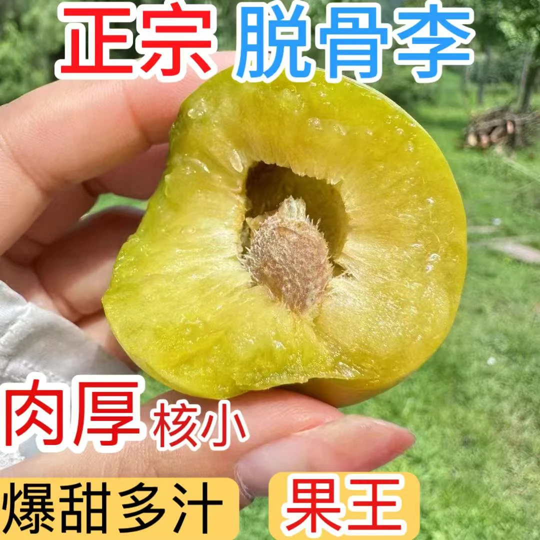 四川新鲜现摘脱骨青脆李当季水果