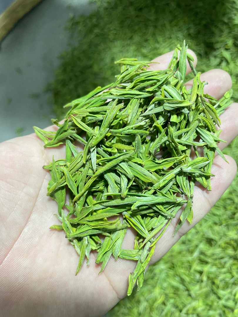 明前高山绿茶 白茶毛峰 白叶一号2025头采 兰花香气