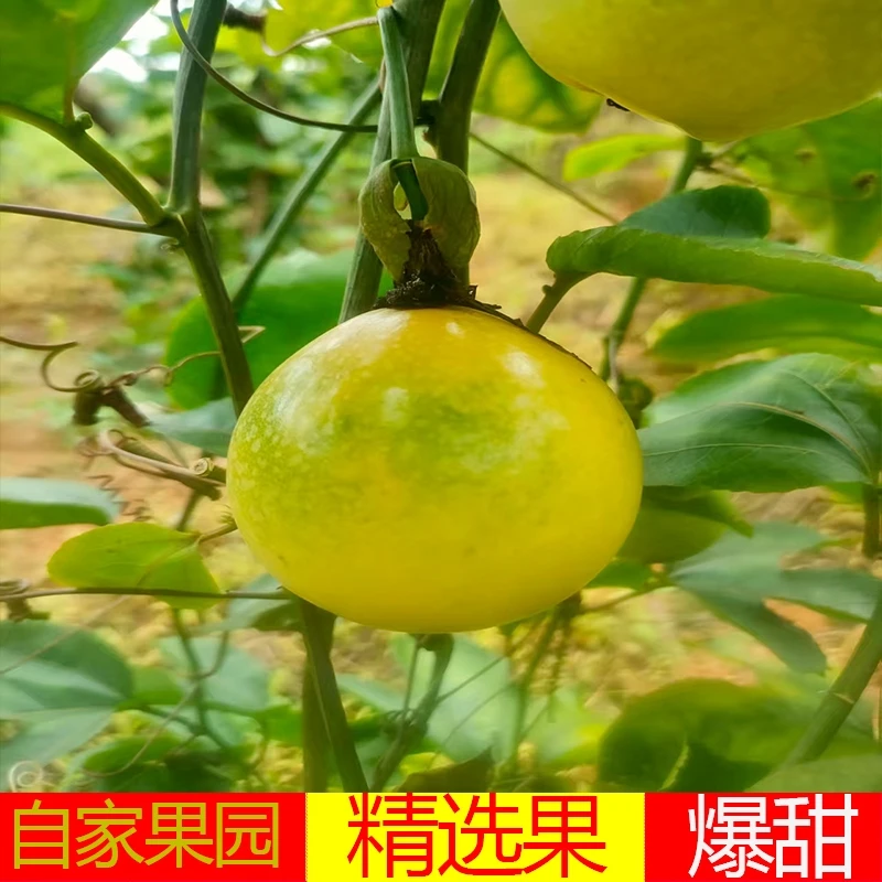 广东正宗钦蜜9号黄金百香果应季孕妇整箱批发价新鲜水果新果现摘