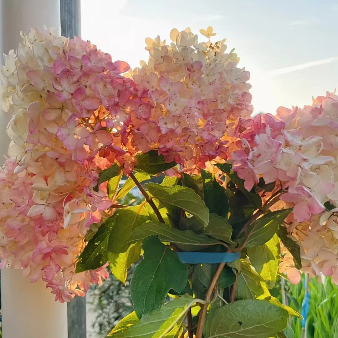 香草草莓圆锥绣球 前期白色秋色粉色 小3加仑（吴） 半开花发货
