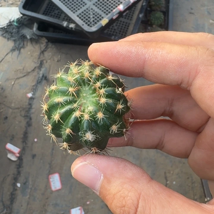 244丽花100虫咬歪3公分左右无根侧牙，20包邮