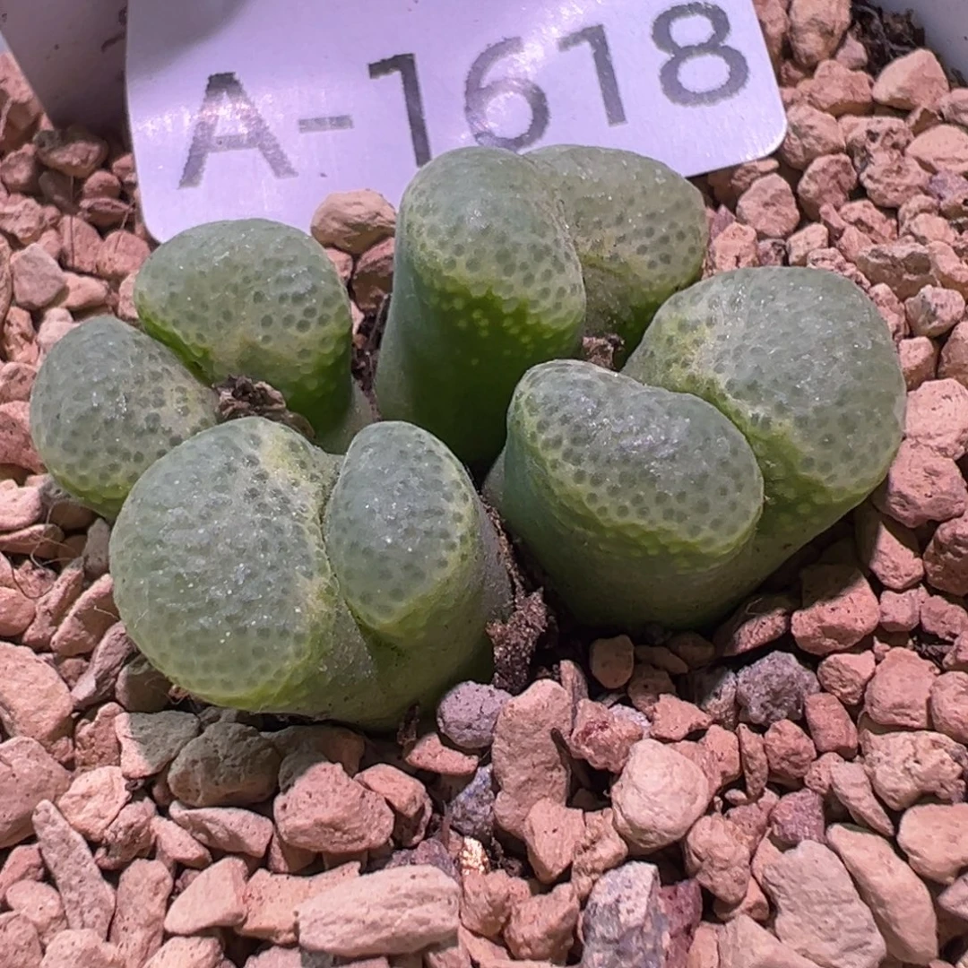 多肉植物11111111111