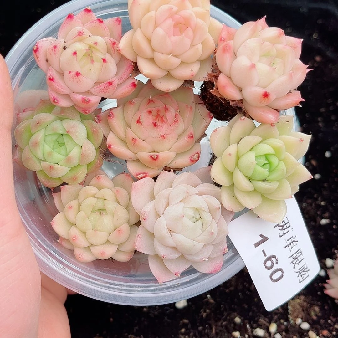 1-60 新疆西藏内蒙不发 12.8包邮