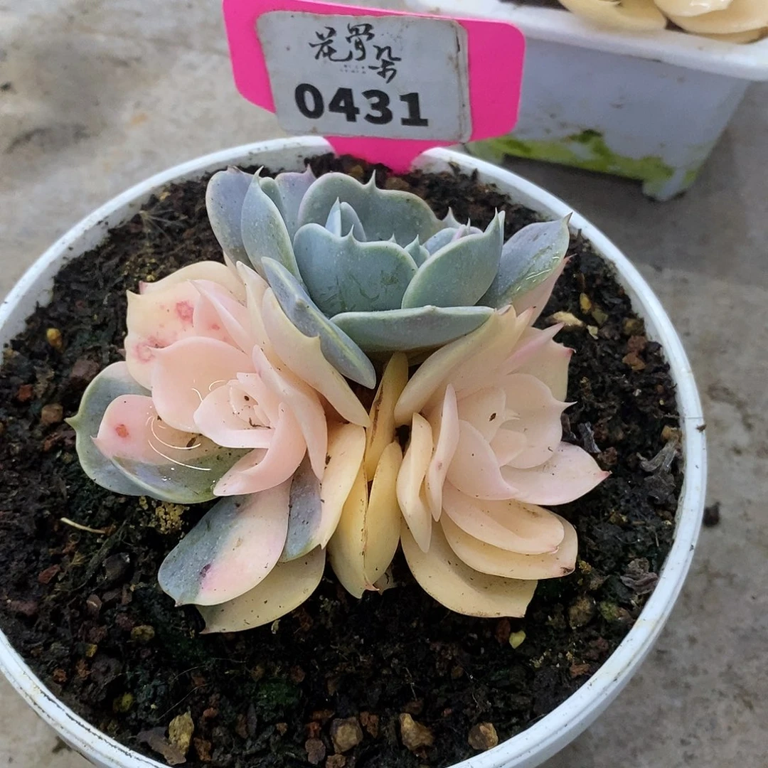 431哈哈哈哈哈哈哈哈哈