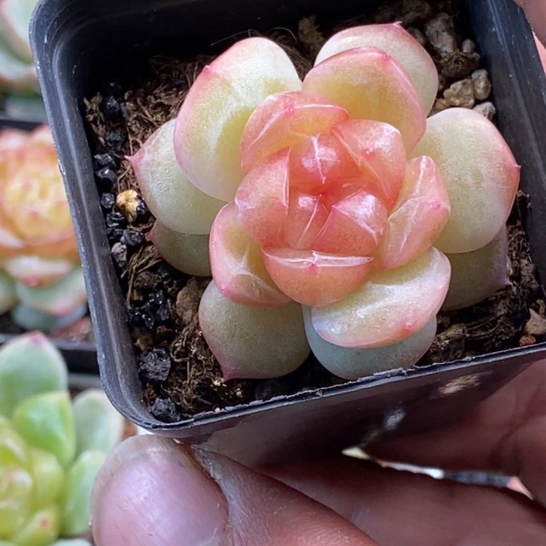 天官赐福百无禁忌