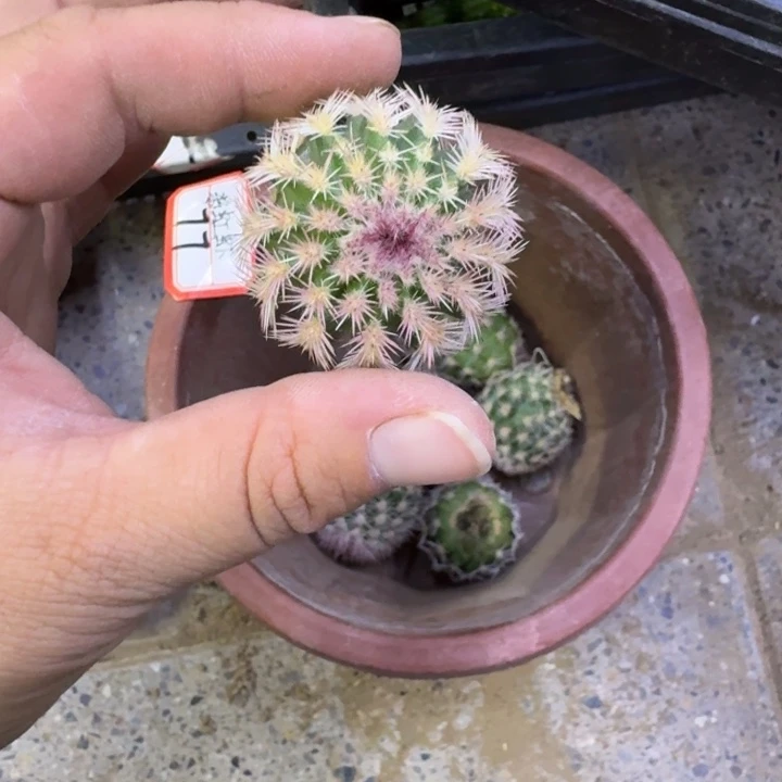 321彩虹虾歪无根侧牙3公分左右，20包邮