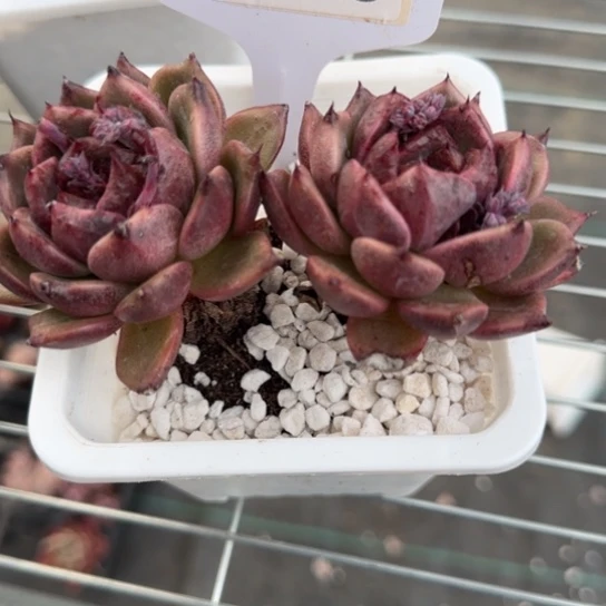 93 一物一拍多肉