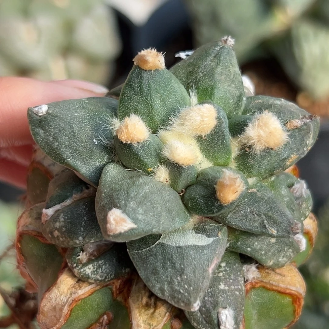 245 仙人球的比赛将