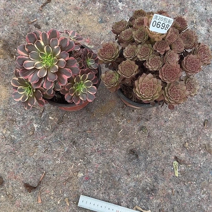 0698红魔,送水果糖