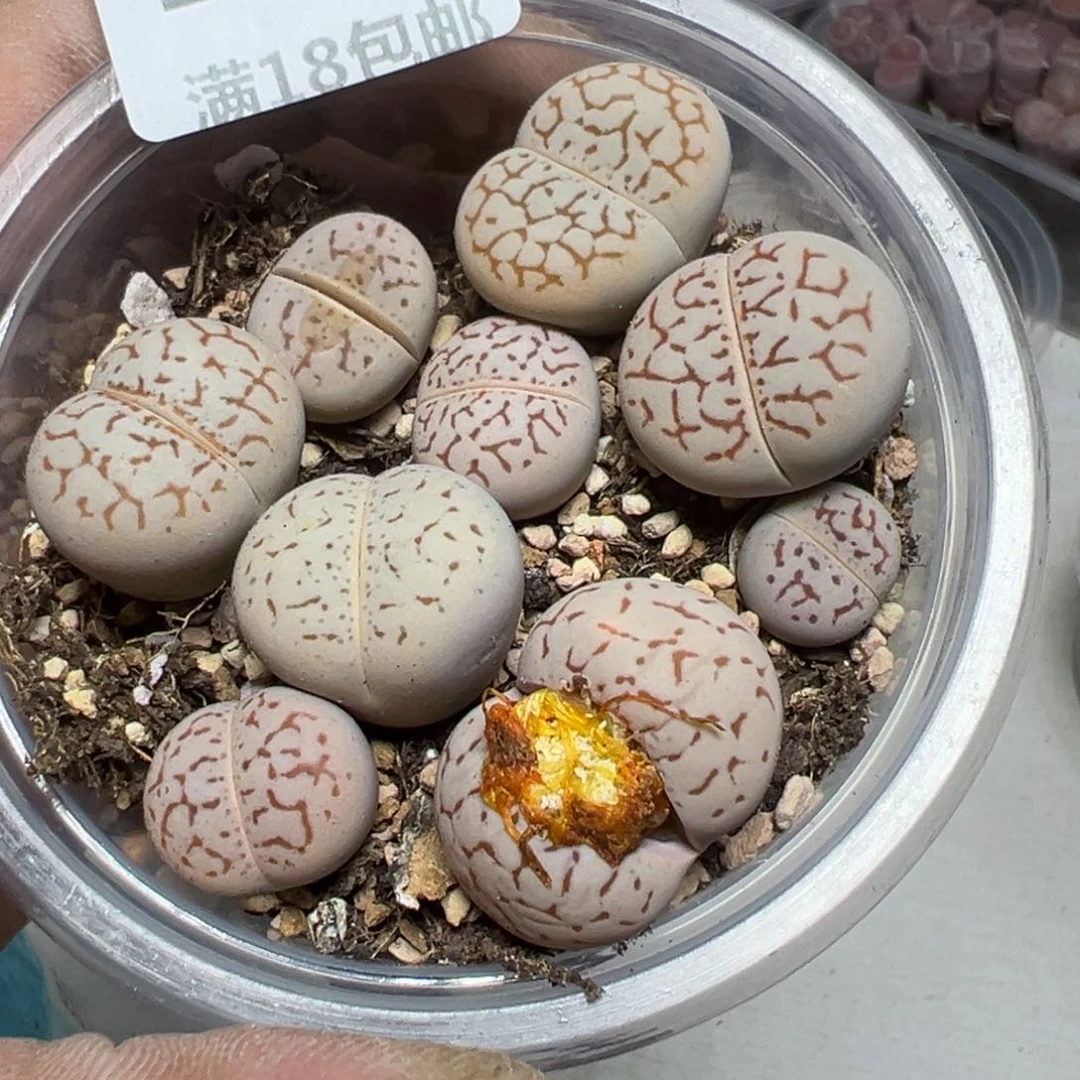 【闪购商品】 158。