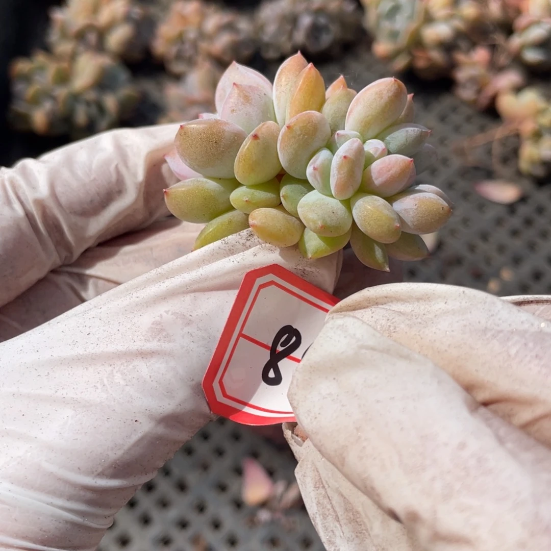 897号一颗20包邮新疆西藏不发