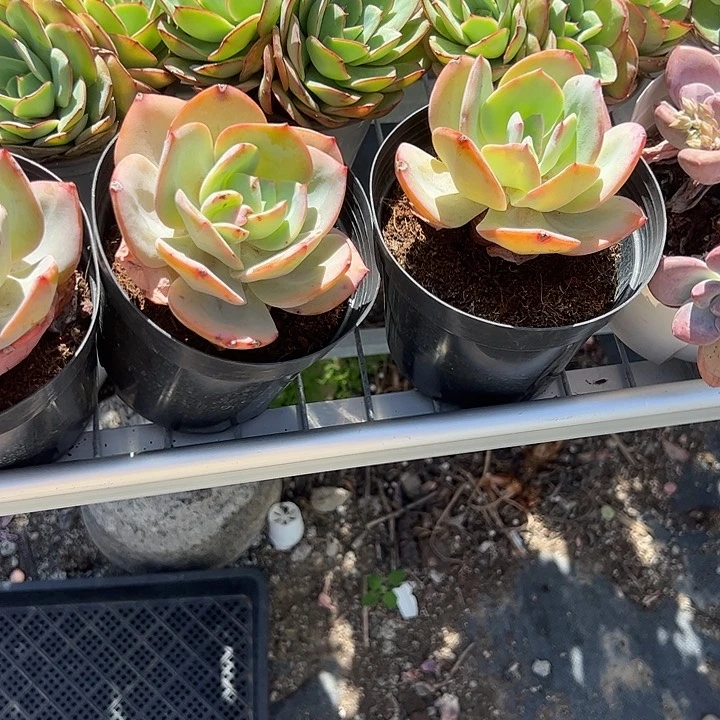 粉凤多肉植物精品
