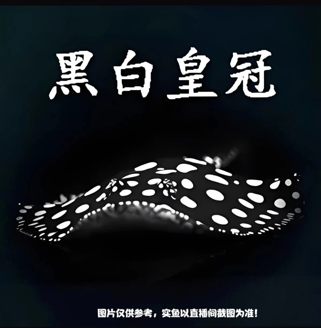 皇冠黑白魟鱼一鱼一拍