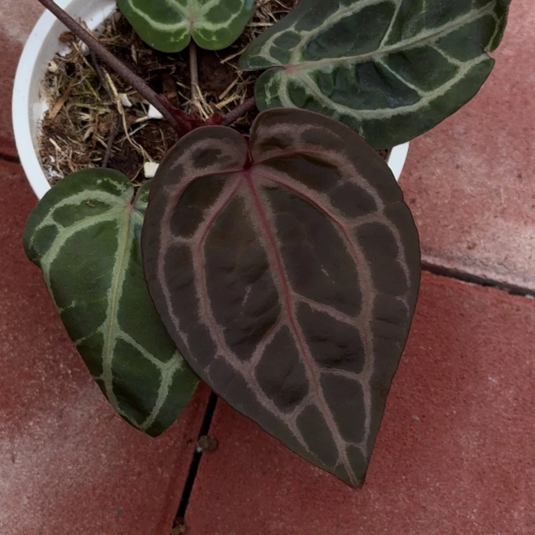 无花朵米歇尔紫水晶