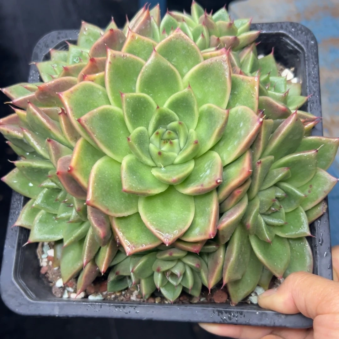 多肉61，38包邮，一物一拍