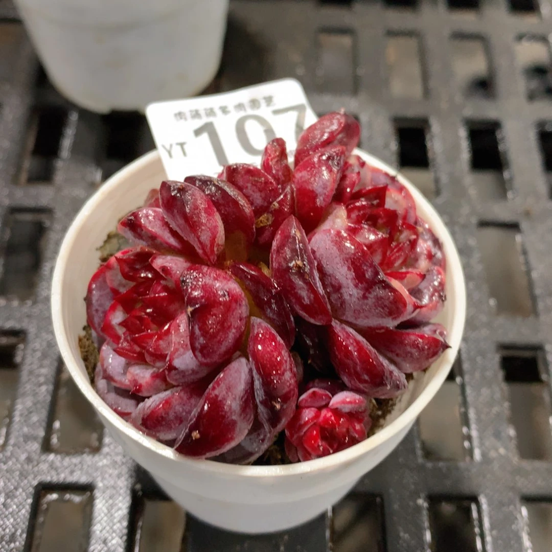 肉萌萌拇指盆精控多肉YT107