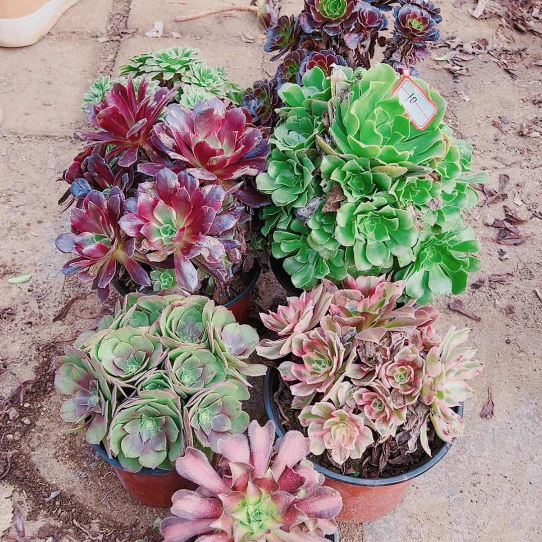 【闪购商品】无花朵快****康10号套餐6颗多肉植物无售后