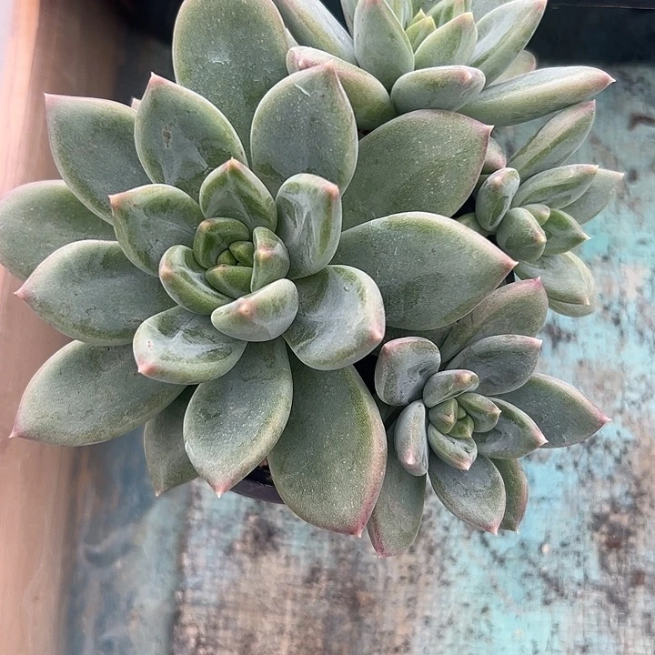 美人杂交四头11111