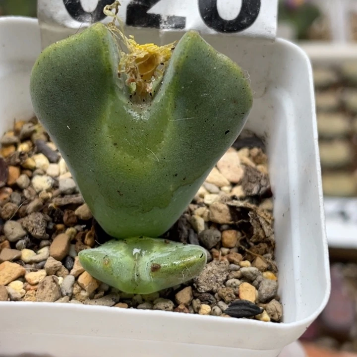 026天使之翼空婵带盆