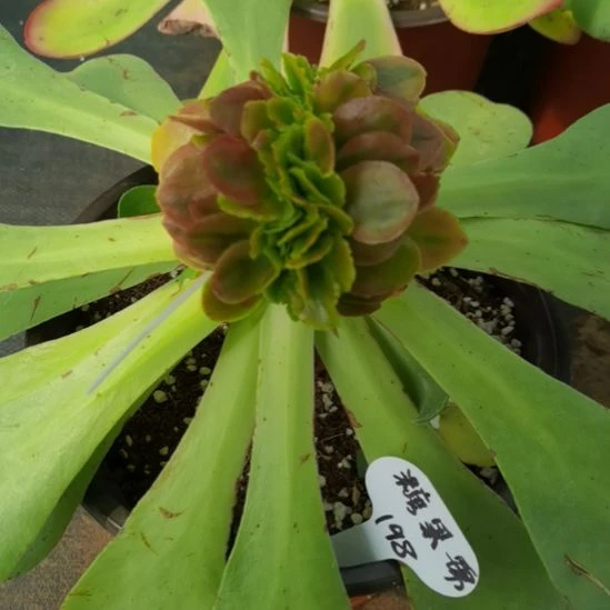 糖果锦缀化带砧木发货