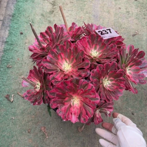 碗***初237铜壶锦朵朵多肉，