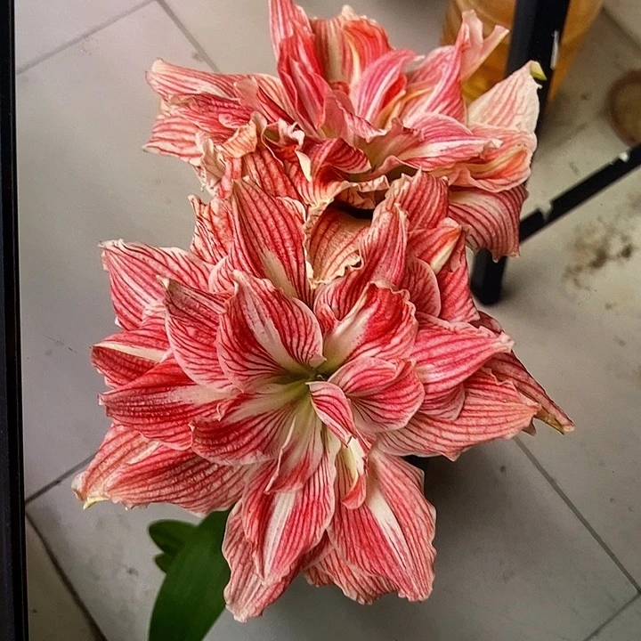 美丽仙女5厘米左右