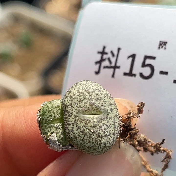 15-143秘纹安贞多肉植物