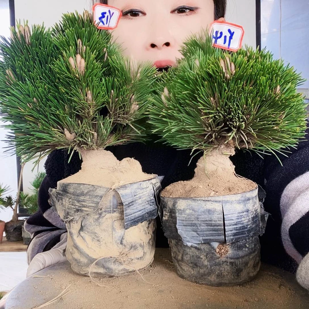 无花朵植物形态多年生草本