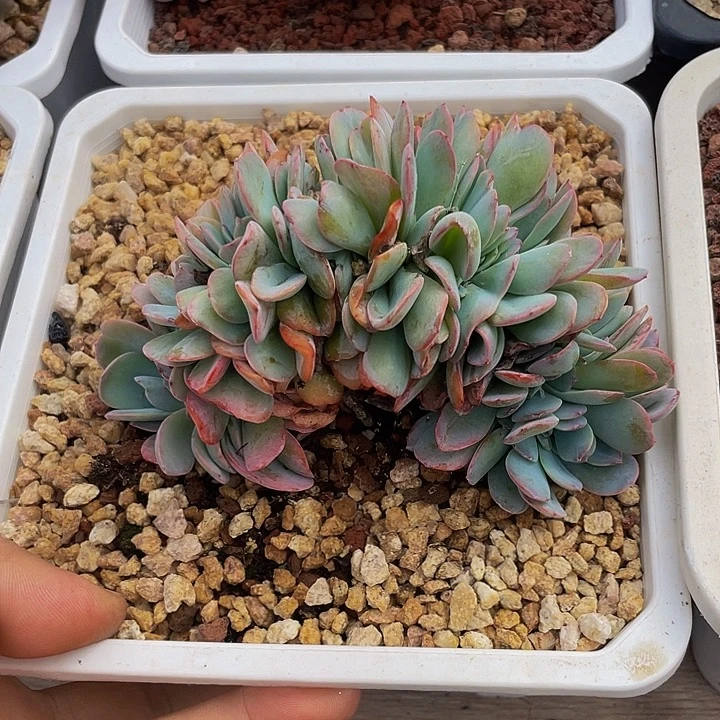 焦***丁一物一拍一物一拍