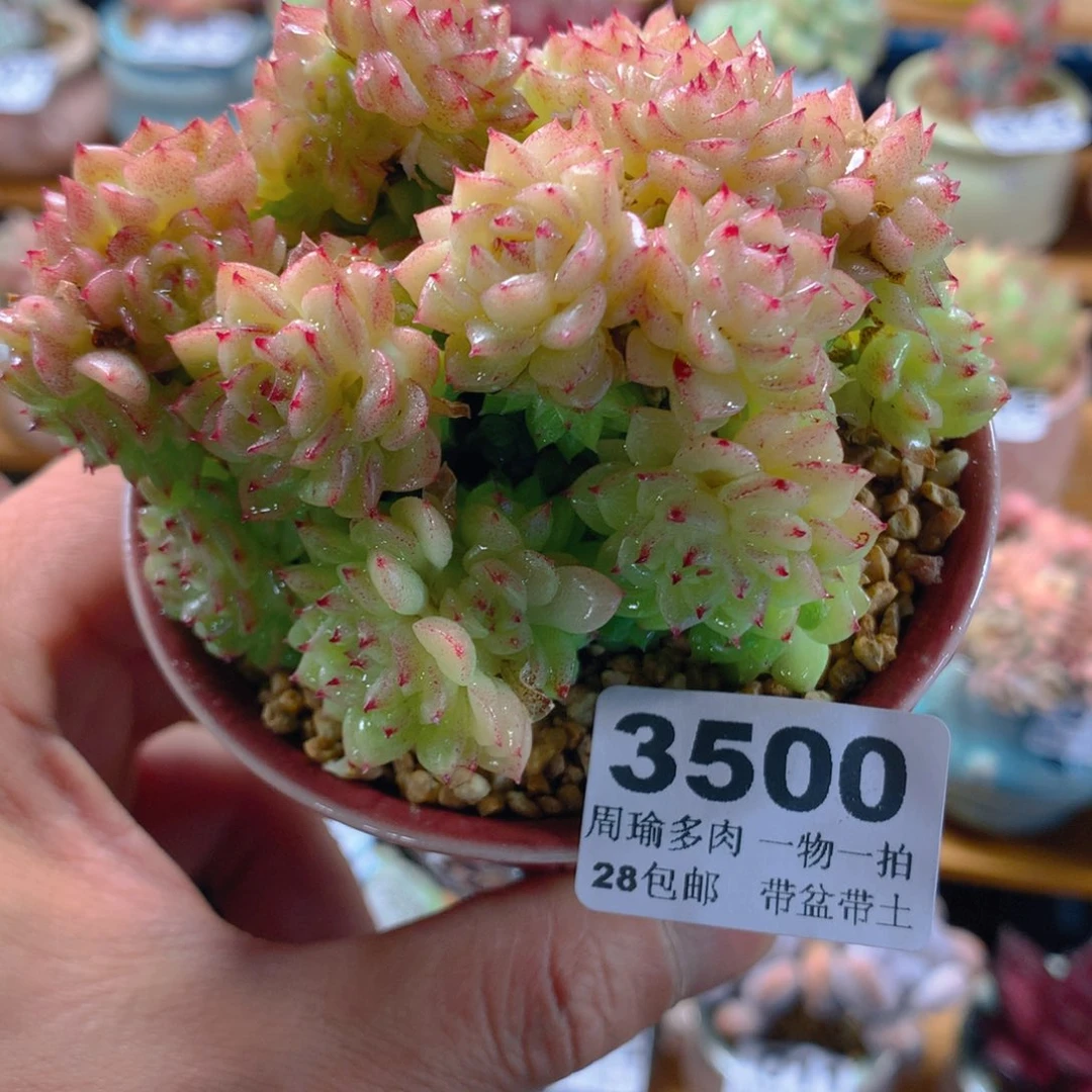 只***宝精控多肉植物3500