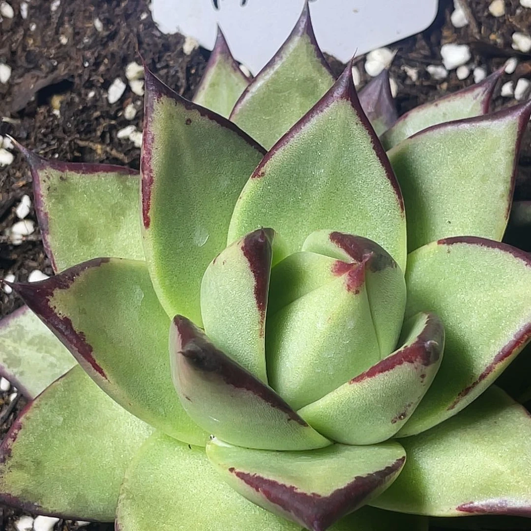 胜***塬多肉植物一组一排排