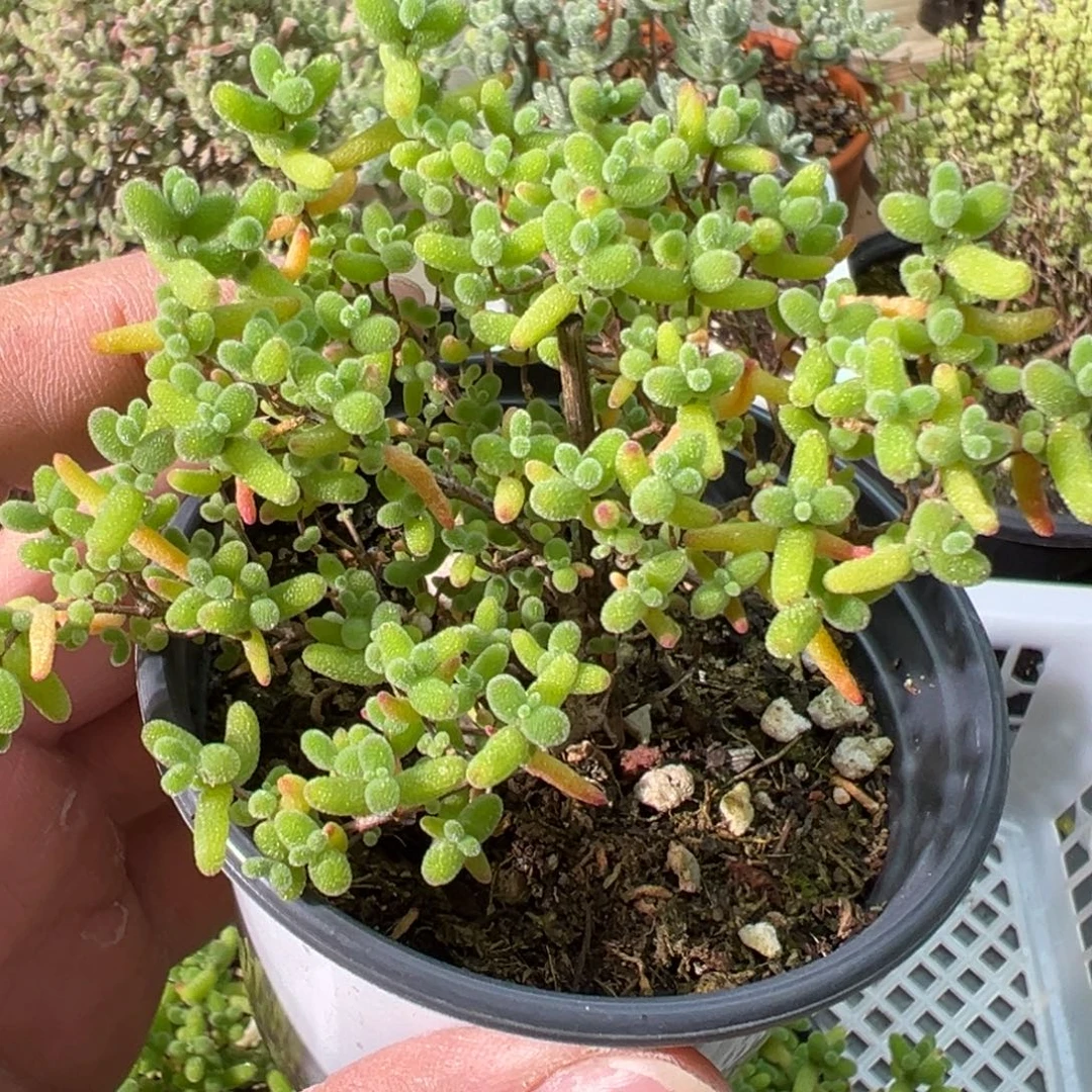 橘子糖90杯老桩福利