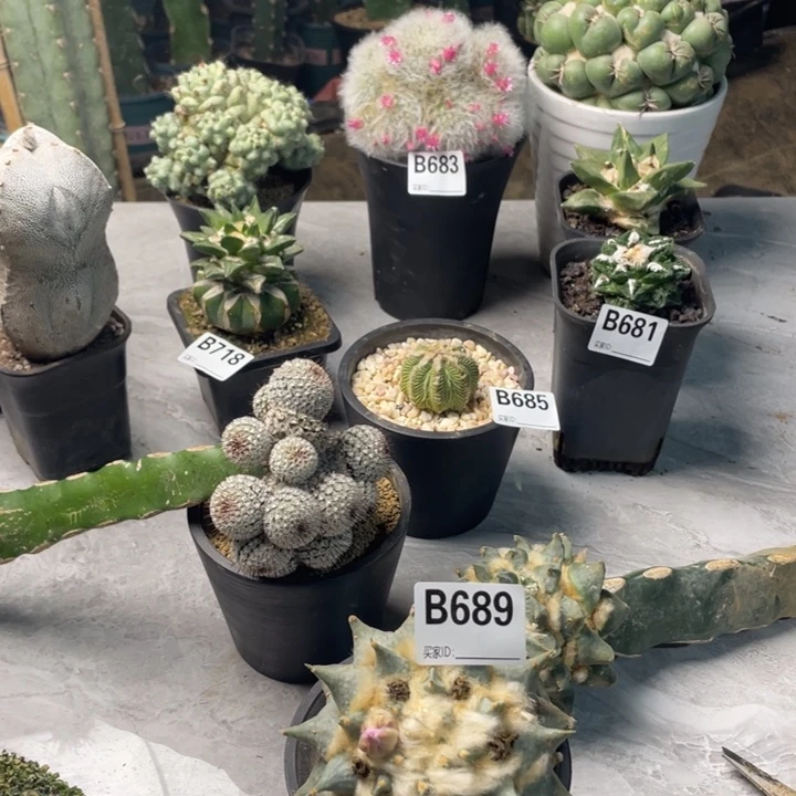 689龙牙一个仙人球