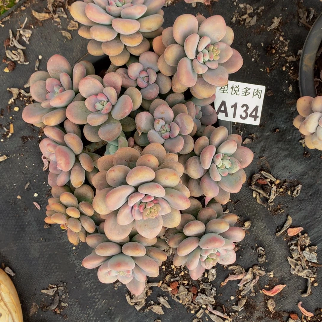 静*星悅多肉  A134