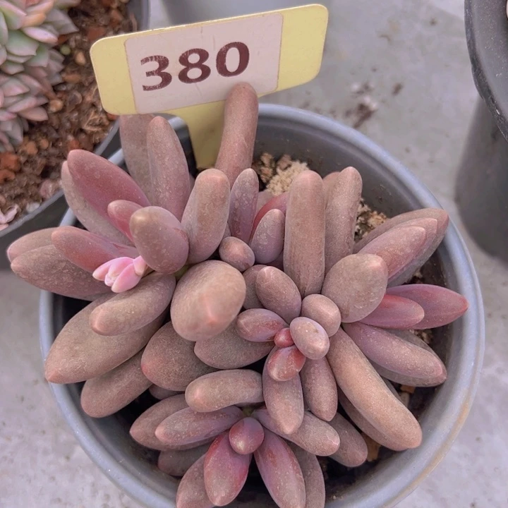 健健康康平平安安