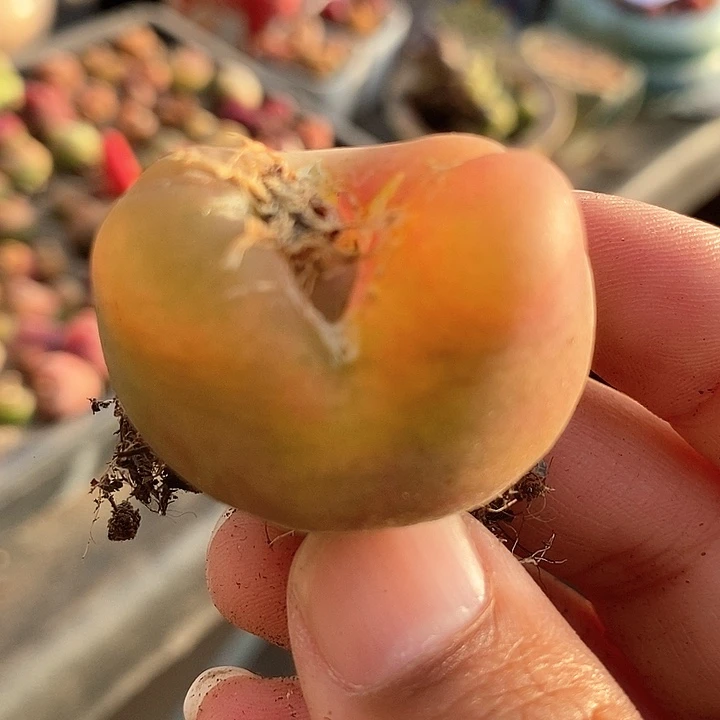 19527巨大一颗有伤