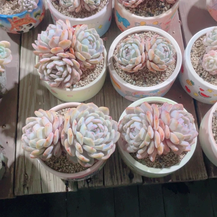 魔***儿带盆6个多肉的多肉