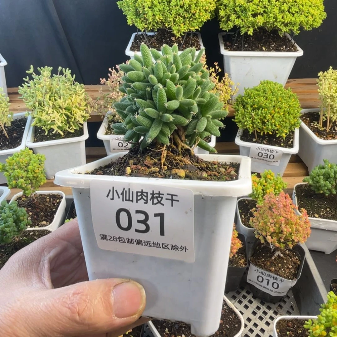 031枝干番杏提根玉米