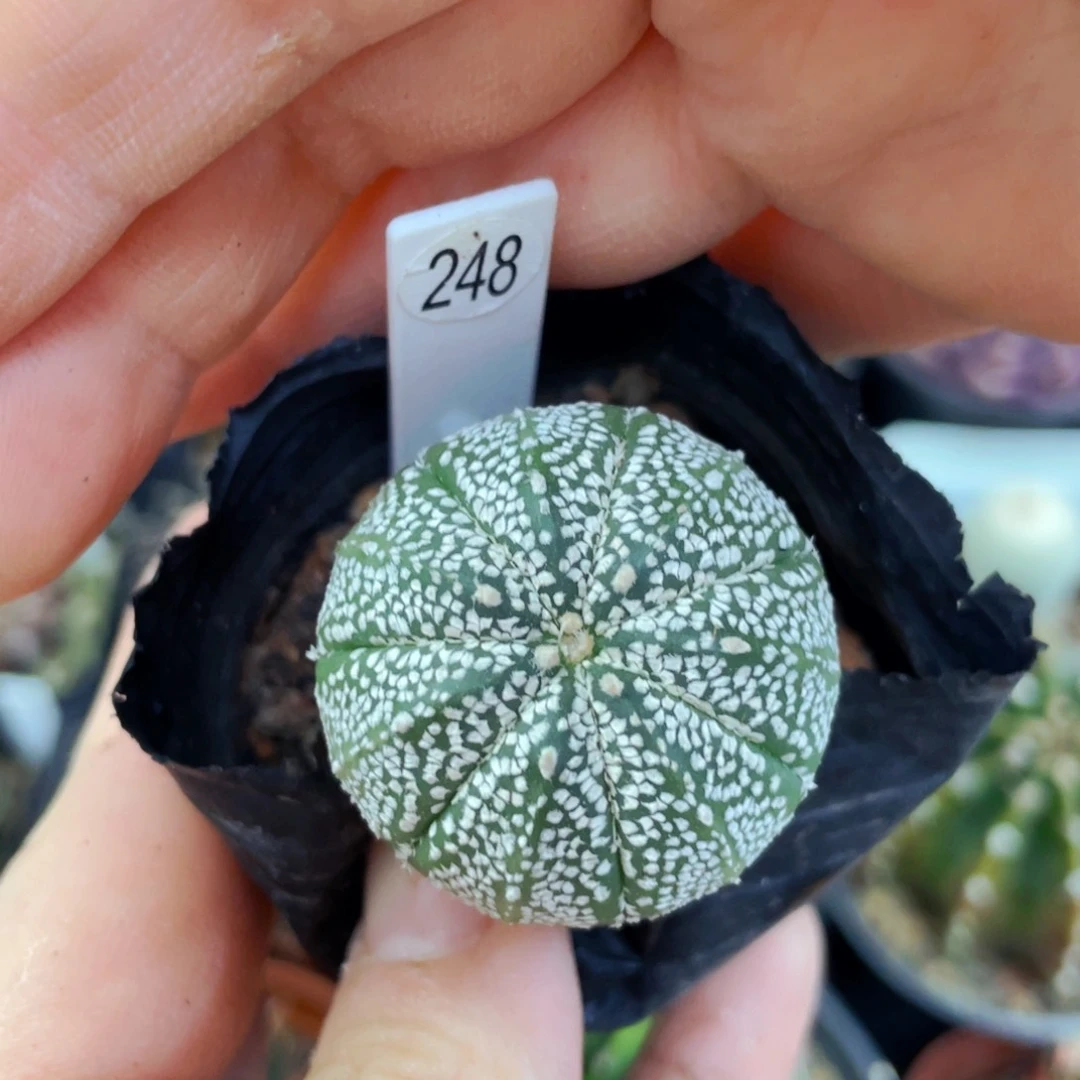 盆5公分满25包邮裸根发货