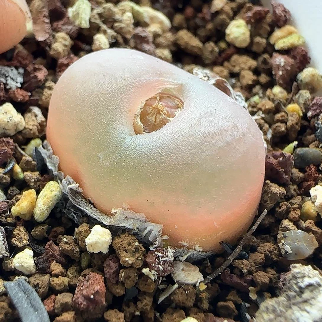 三*脱土发货28包邮25812