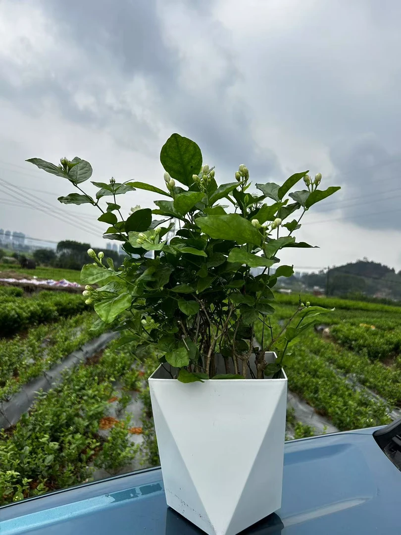 【重瓣浓香型香水茉莉花】原土无盆茉莉花苗盆栽花卉绿植室内外种植