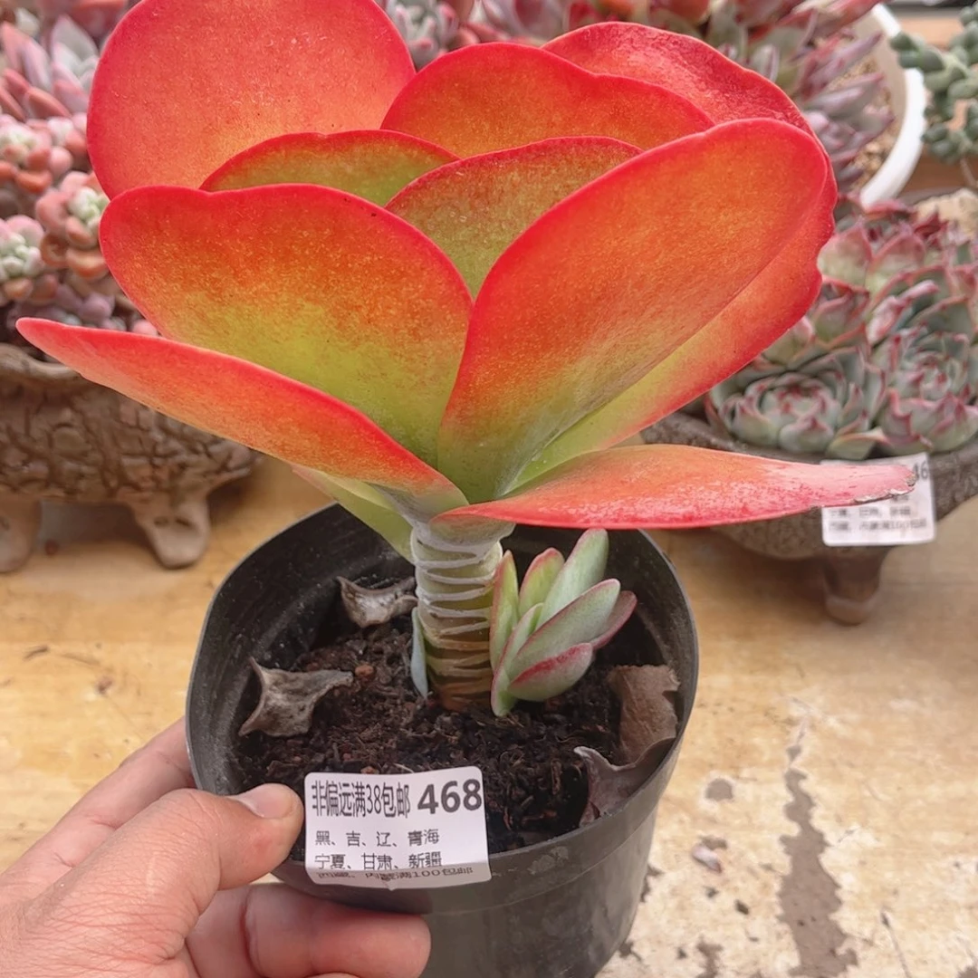 468唐印德华多肉