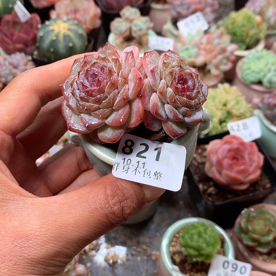 精控拇指盆10.12821