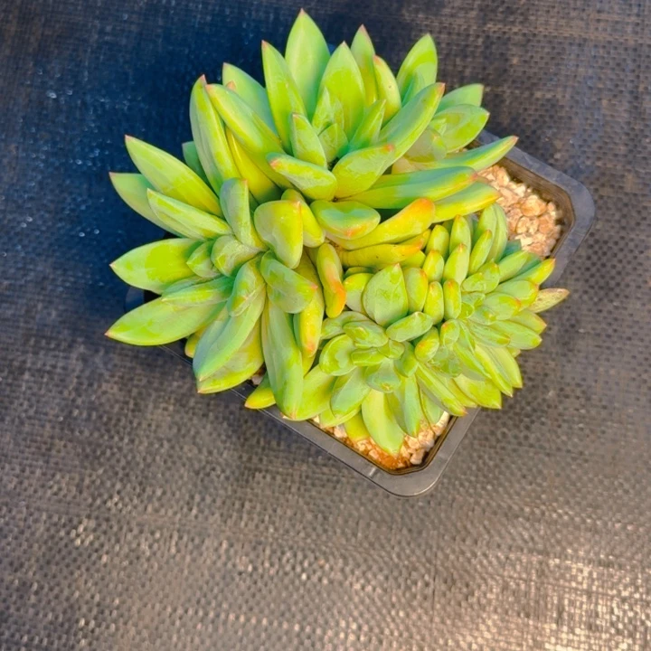 静***海洋缀福利11111111111个