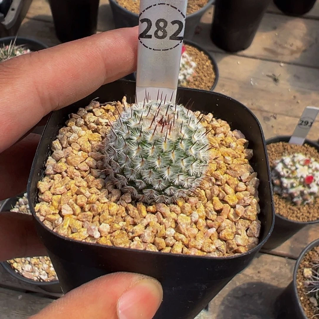 橘*。实生根直刺佩雷多肉植物